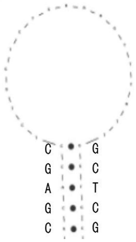 Probe, primer and kit for detecting polymorphism of CYP2C9 gene and VKORC1 gene