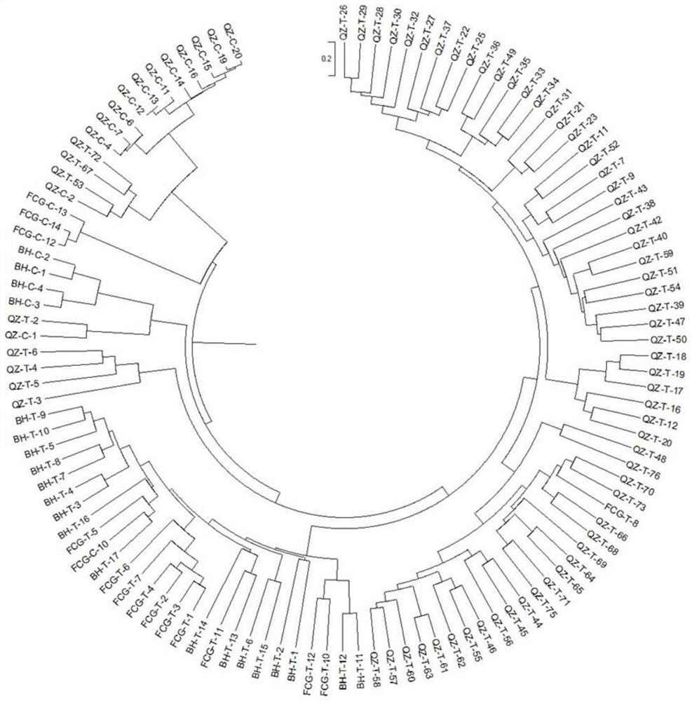 A kind of Chinese Limulus ssr primer set and application thereof