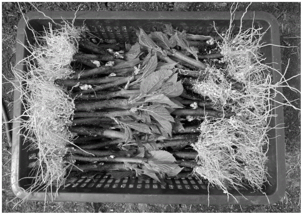 A method for multi-layer breeding of seedlings using a heating incubator