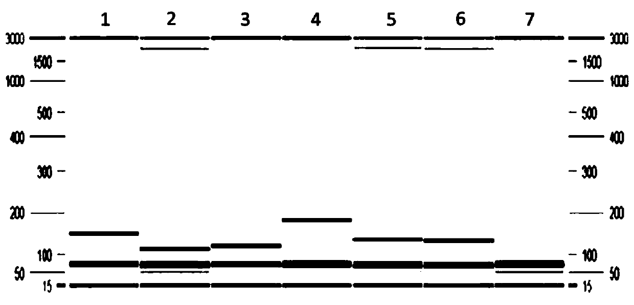 Reagent for multiple detection of salmon trout virus and its application