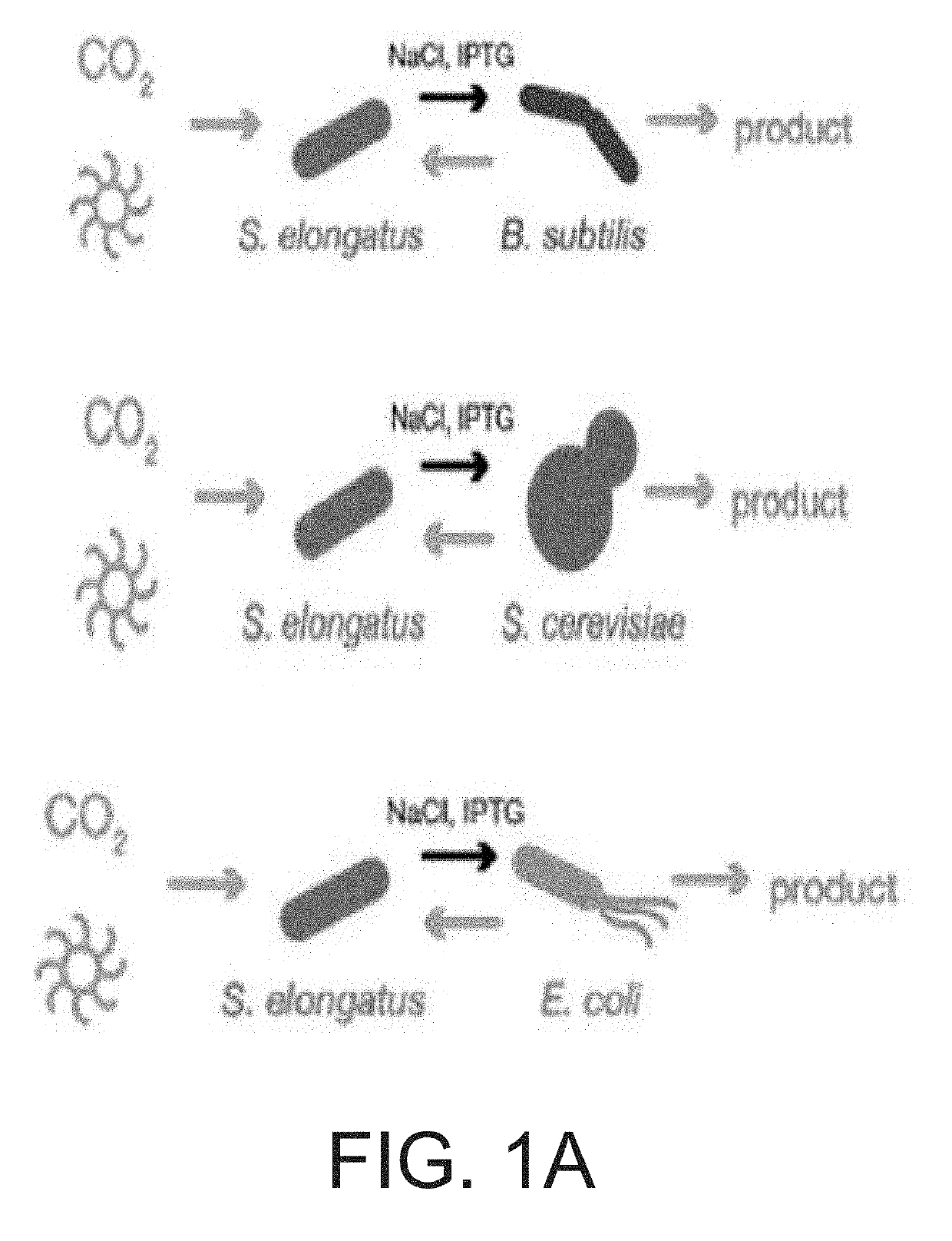 Two phase sustainable photoproduction via co-cultivation of encapsulated, carbohydrate-producing cyanobacteria