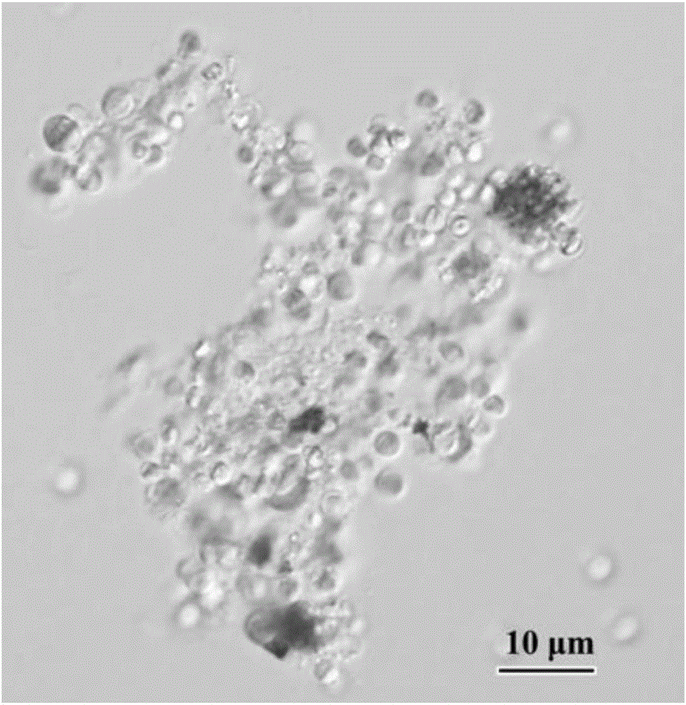 Chlorella sorokiniana capable of producing high-yield protein, and culture method and application thereof