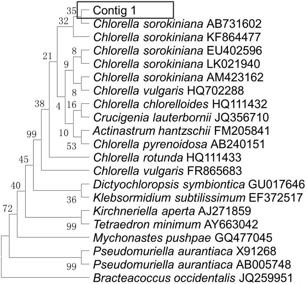 Chlorella sorokiniana capable of producing high-yield protein, and culture method and application thereof