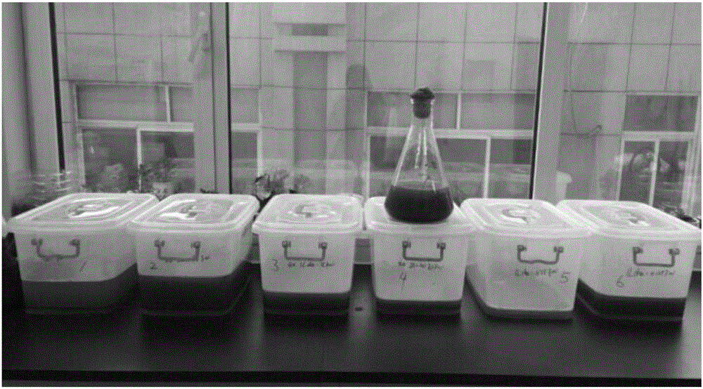 Chlorella sorokiniana capable of producing high-yield protein, and culture method and application thereof