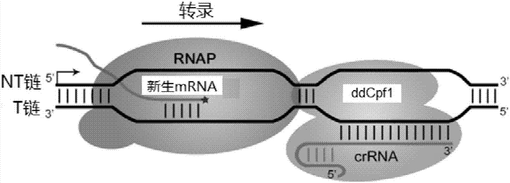 Cas protein specific binding target DNA, method for regulating and controlling target gene transcription and kit