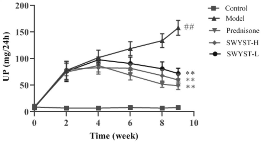 Application of traditional Chinese medicine composition in preparation of medicine for treating podocytosis