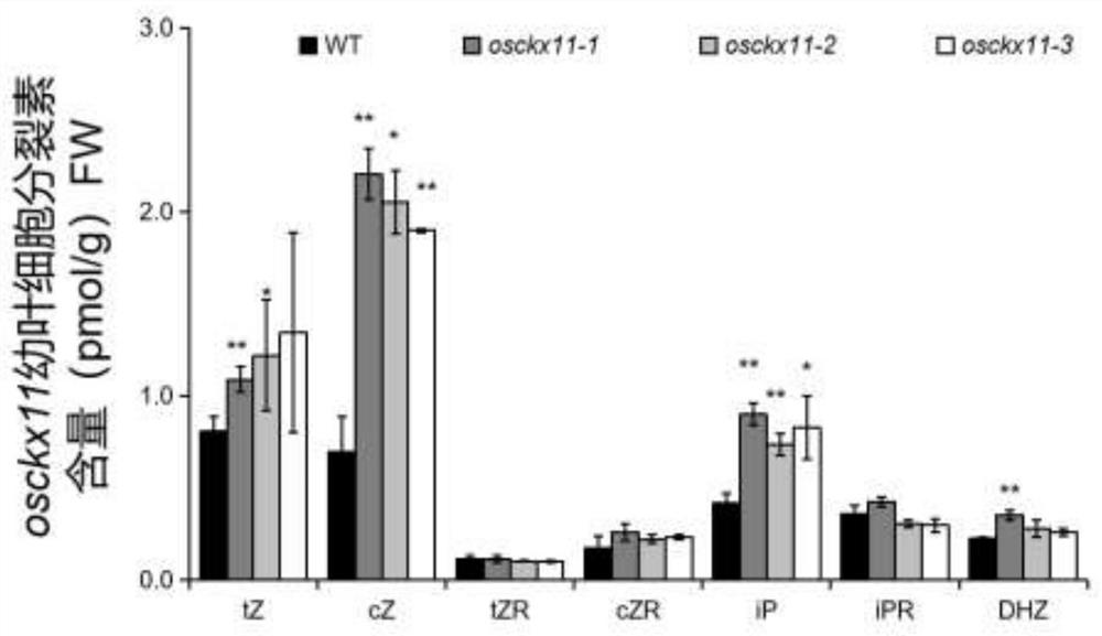 Gene OsCKX11 for controlling number of rice grains per spike and application of gene OsCKX11 for controlling number of rice grains per spike