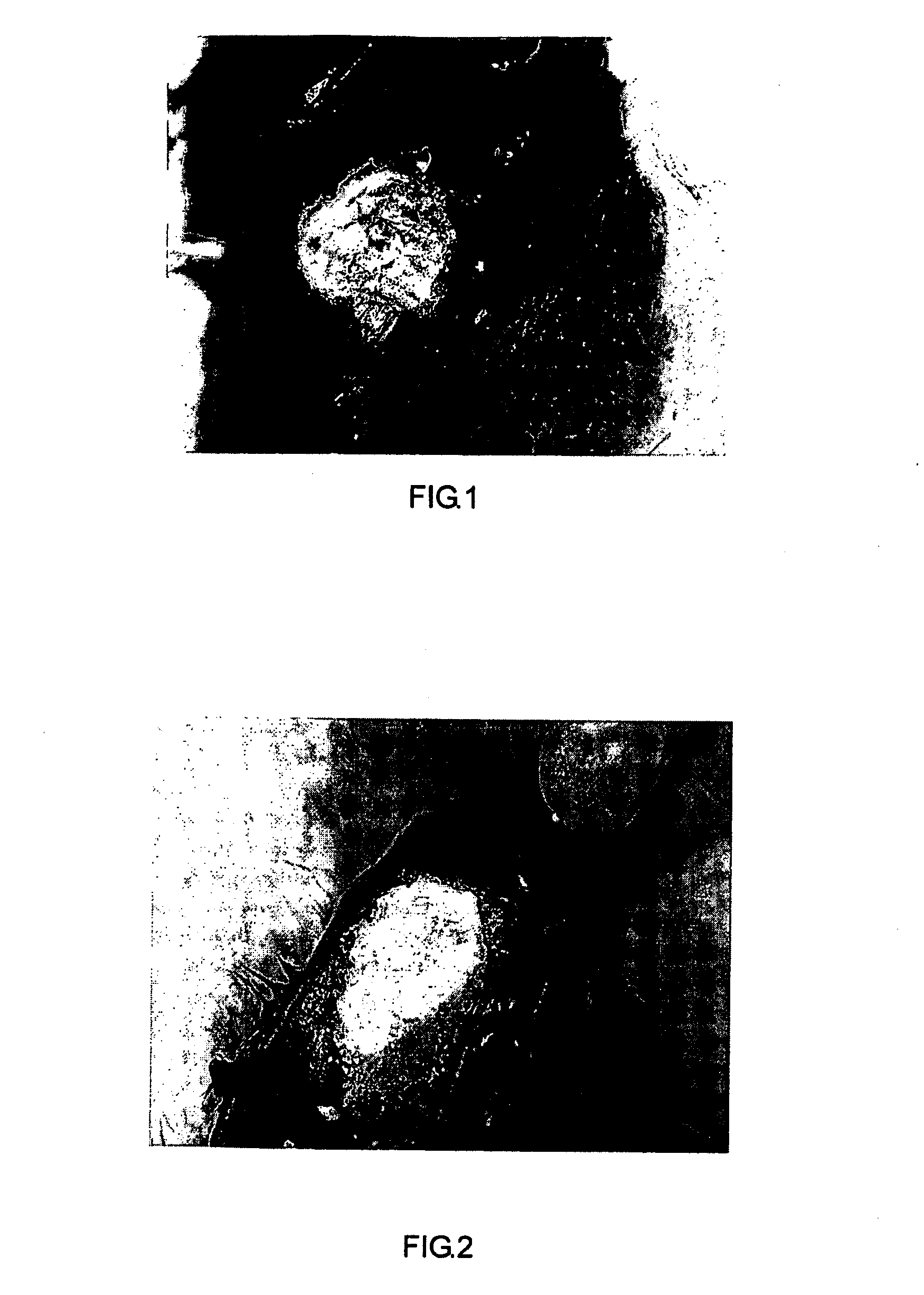 Modified starch material of biocompatible hemostasis