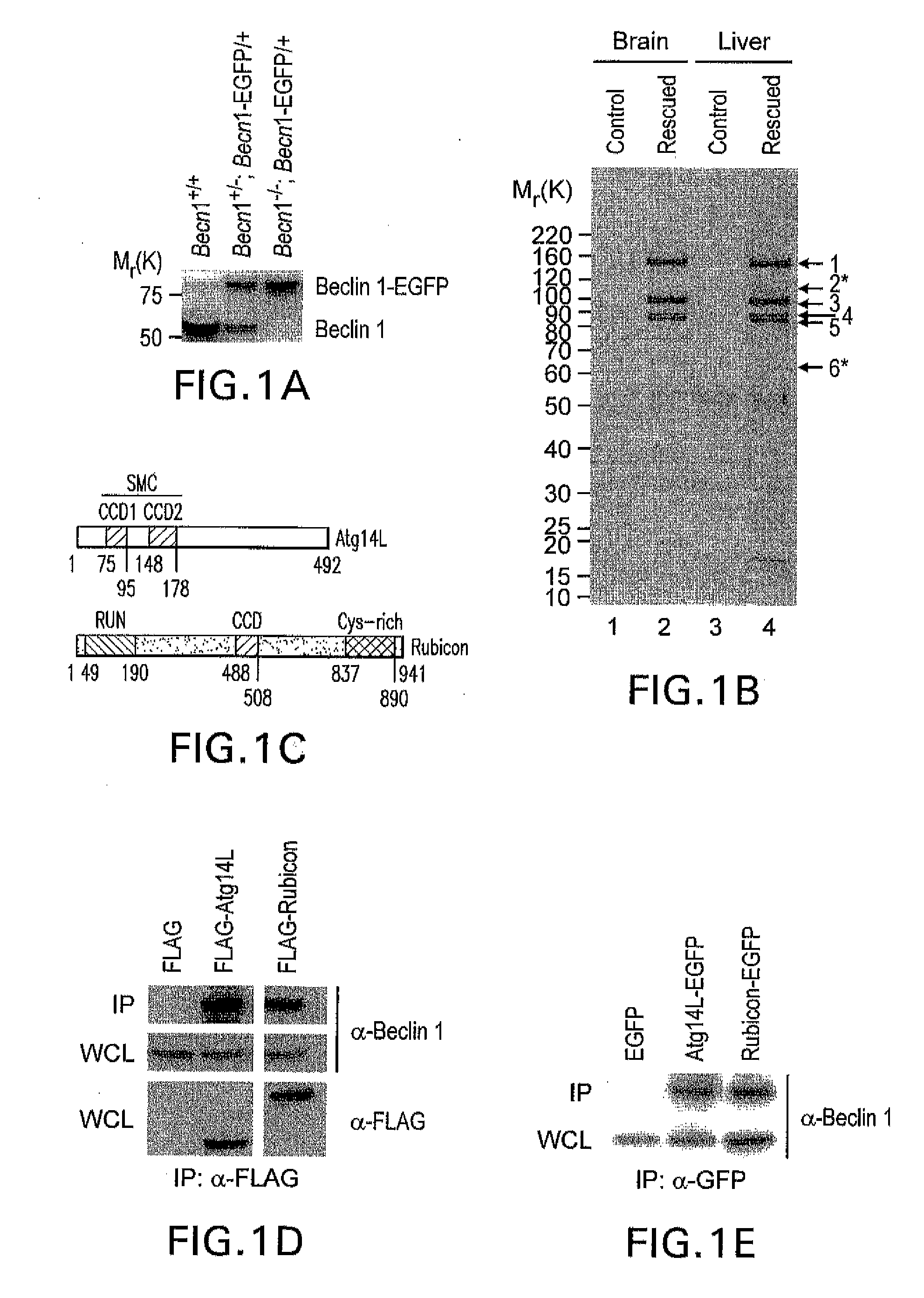 Novel autography regulators atg14l and rubicon