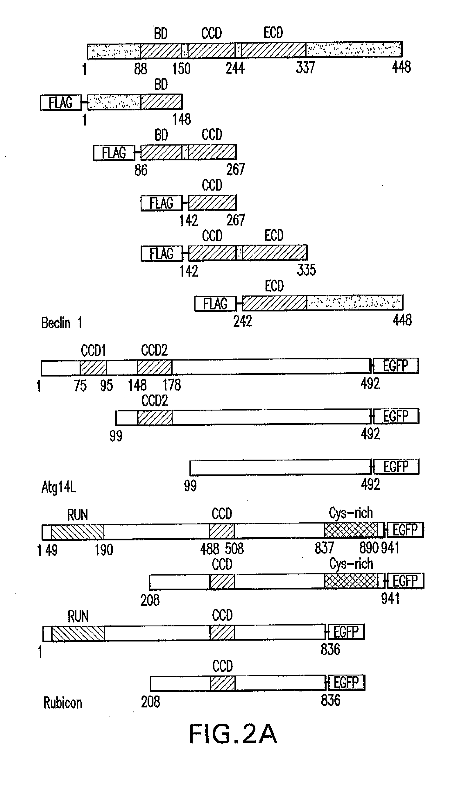 Novel autography regulators atg14l and rubicon