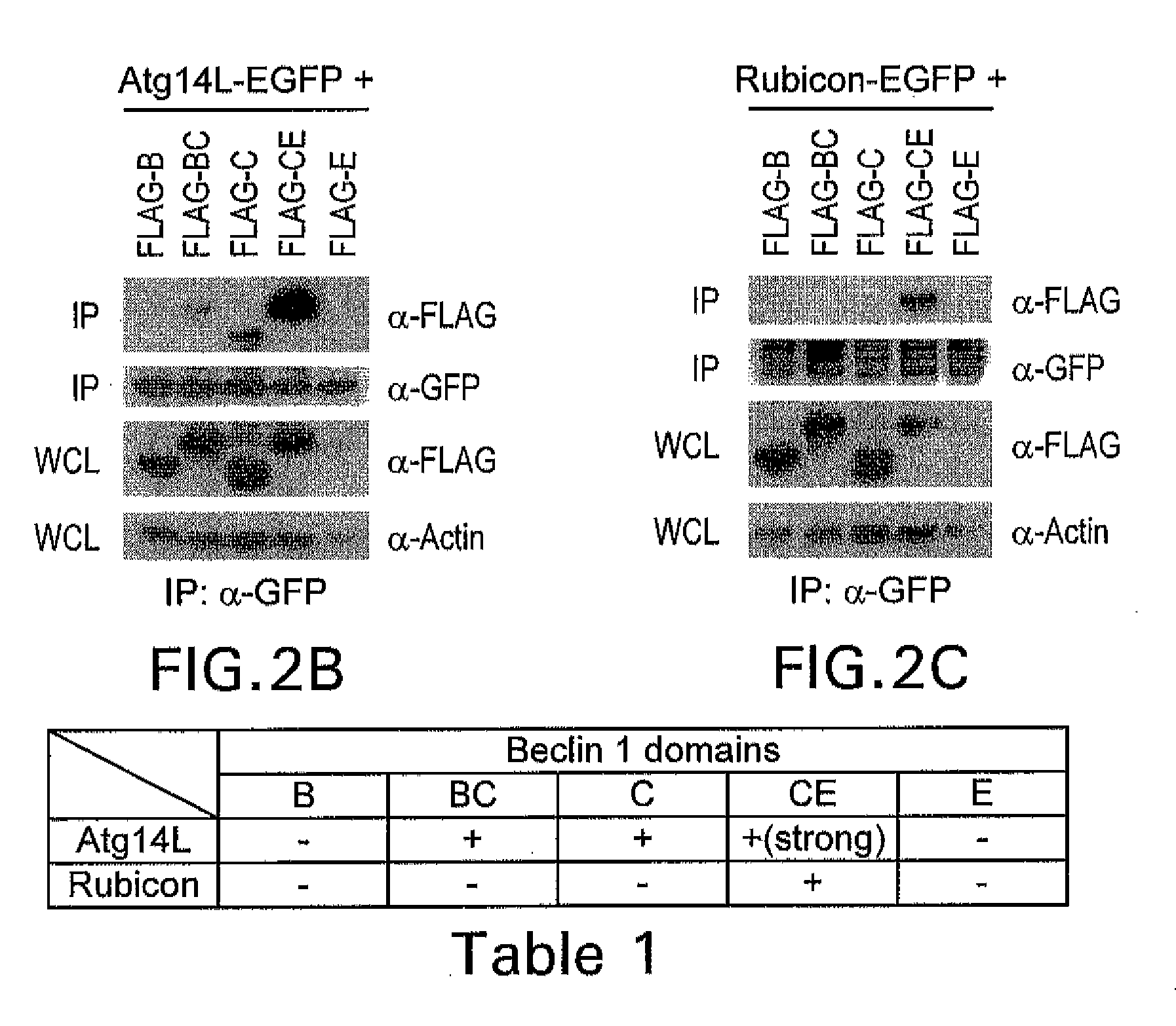 Novel autography regulators atg14l and rubicon