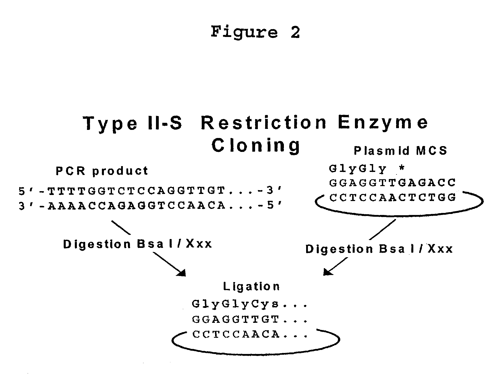 Methods and compositions for protein expression and purification