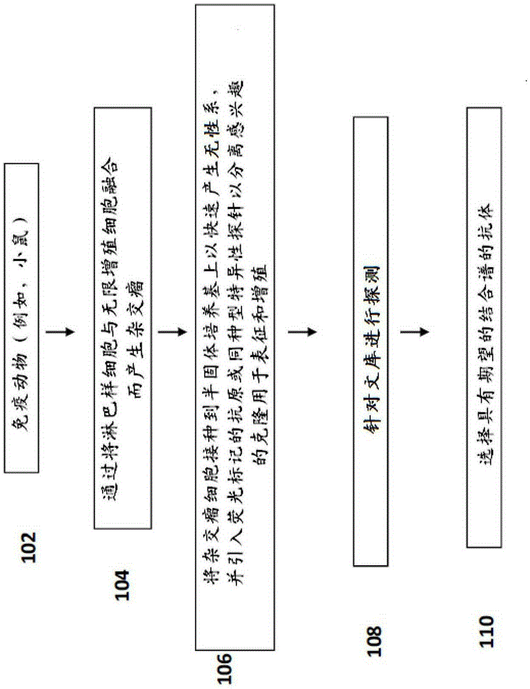 Methods and systems for generating, validating and using monoclonal antibodies