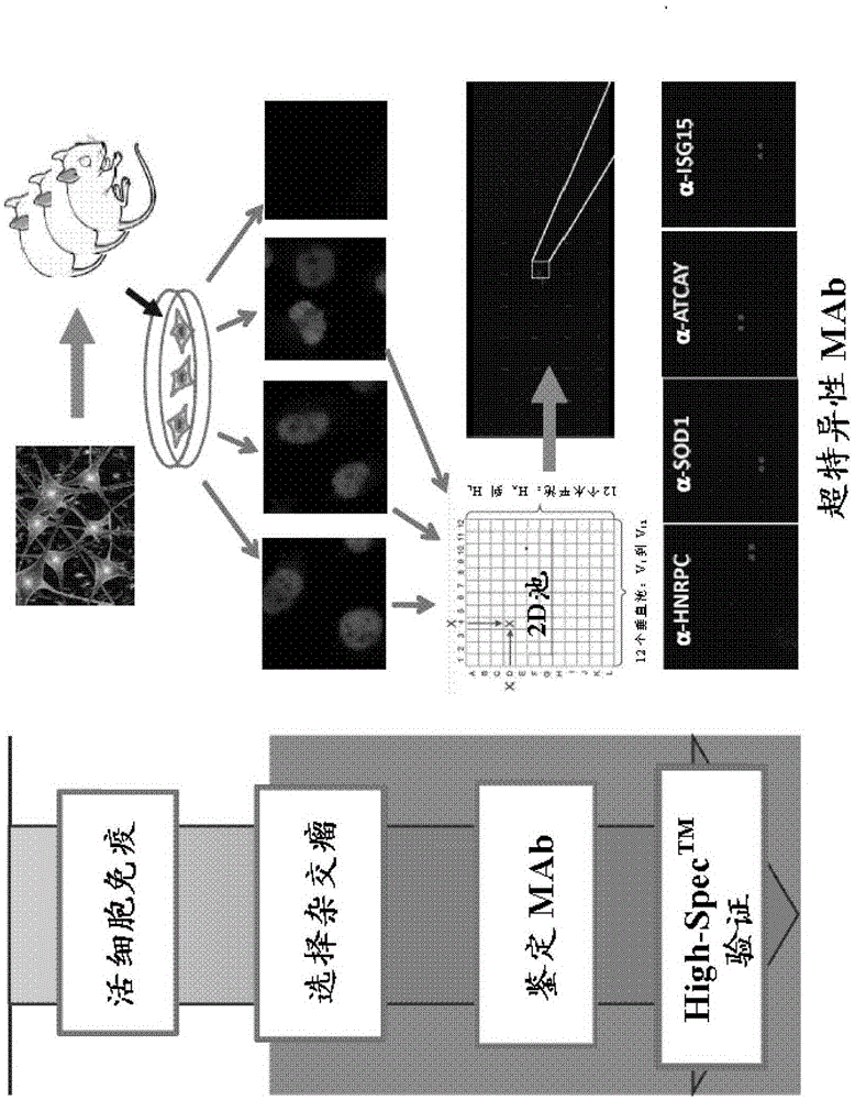 Methods and systems for generating, validating and using monoclonal antibodies