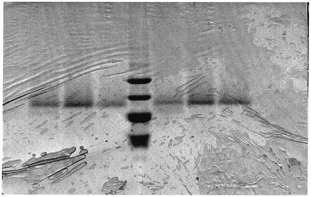 Cobra-venom factor and cobra-venom neurotoxin combined separation and purification method