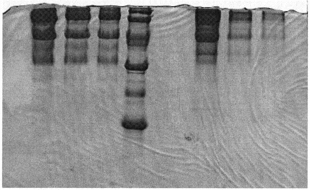 Cobra-venom factor and cobra-venom neurotoxin combined separation and purification method