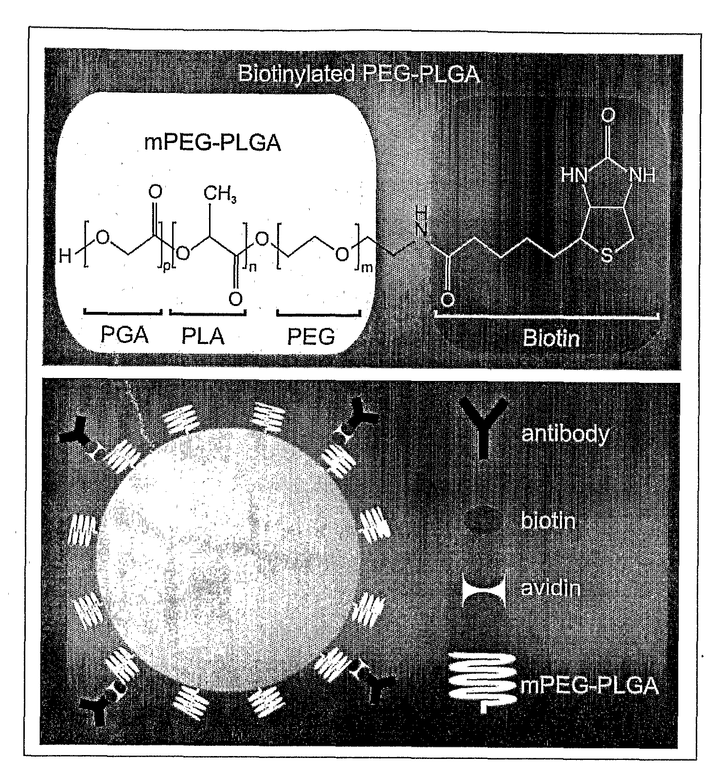 Compositions and Method for Brain Specific Targeted Delivery of Therapeutic Agents