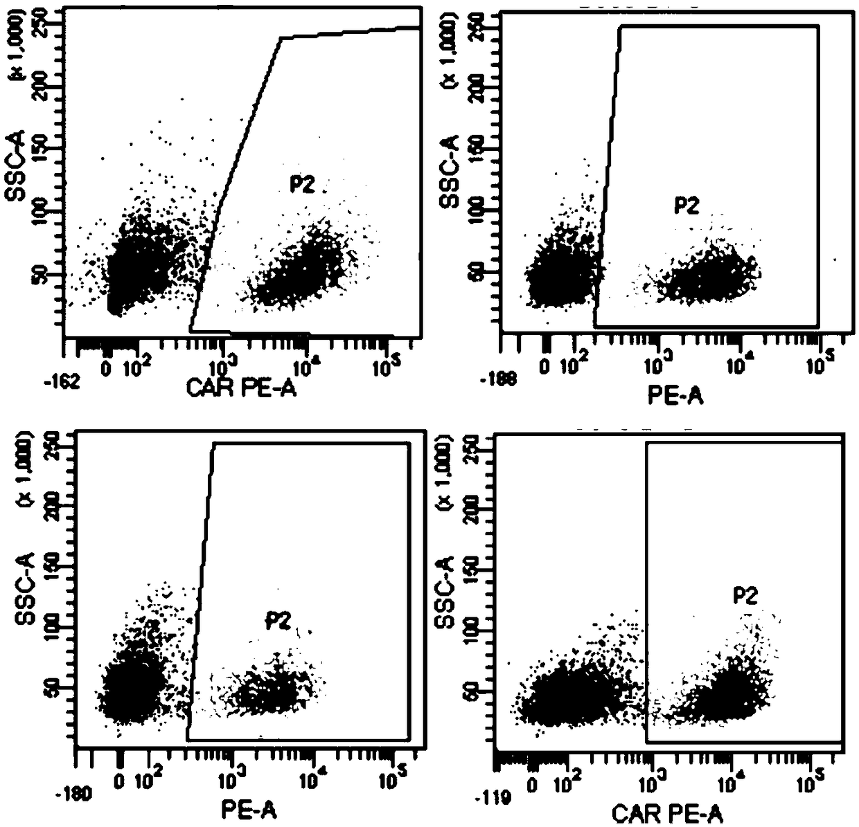 Chimeric antigen receptor DAP12-T2A-CD8alpha-MSLN scFv-NKp44 and purpose thereof