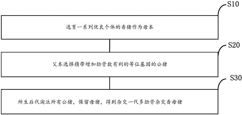 Cultivation method for multi-rib hybridization boars with high applicability