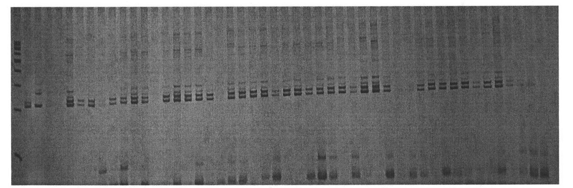 Molecular marker for assisted selective breeding of upland cotton with greensickness resistant traits