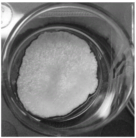 Composition and reserve of bone filling material as well as preparation methods and applications of composition and reserve