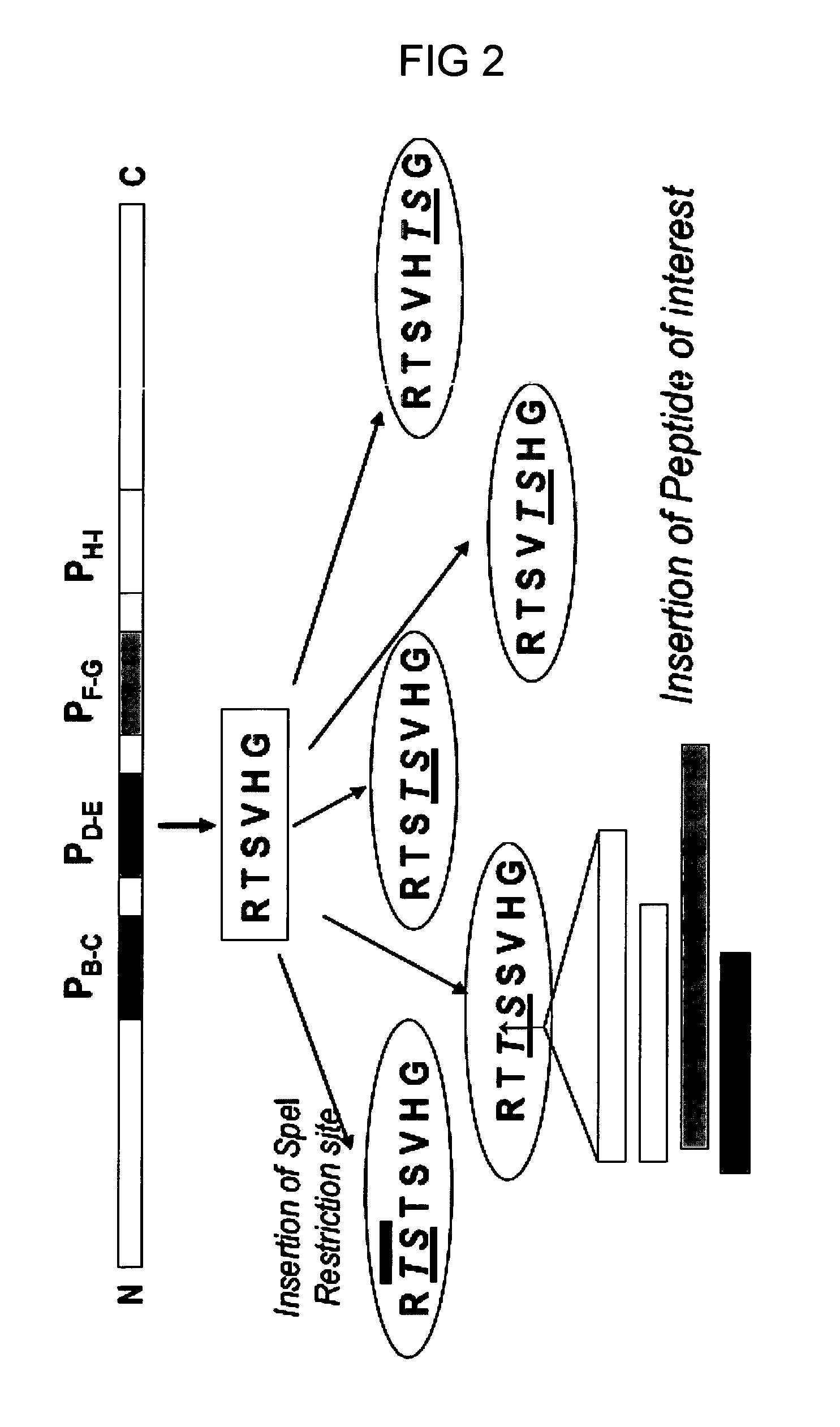 Chimeric fusion proteins and virus like particles from birnavirus vp2