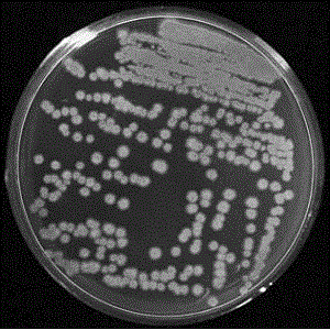 Bacillus subtilis J-5 as well as biological agent and application thereof