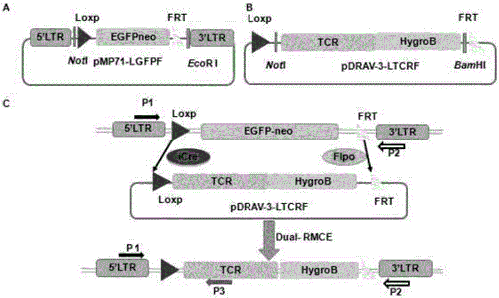 Dual-RMCE-mediated (dual-recombinase mediated cassette exchange-mediated) TCR (T cell receptor) gene replacement system and method