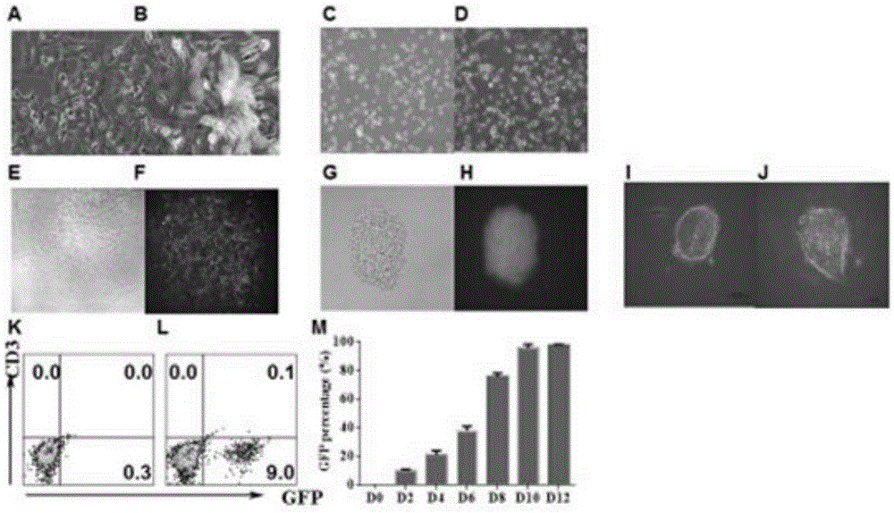 Dual-RMCE-mediated (dual-recombinase mediated cassette exchange-mediated) TCR (T cell receptor) gene replacement system and method