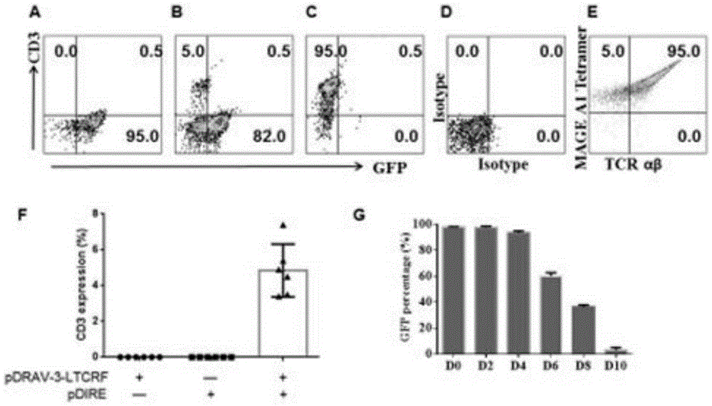 Dual-RMCE-mediated (dual-recombinase mediated cassette exchange-mediated) TCR (T cell receptor) gene replacement system and method