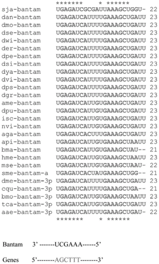 Analysis and identification method on miRNA key target gene of blood fluke in specific growth period