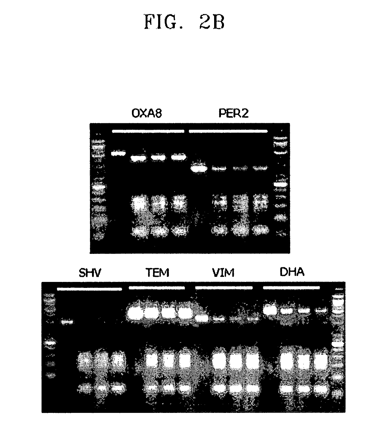 Primer set for amplifying target sequence(s) of antibiotic-resistant bacterial species, probe or probe set specifically hybridizing  with target sequence(s) of antibiotic-resistant bacterial species, method of detecting antibiotic-resistant bacterial species using the probe or probe set, and kit for detecting antibiotic-resistant bacterial species