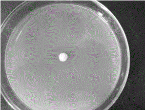 A kind of bacterial strain hd385 and method for producing L-erythrulose by microbial fermentation