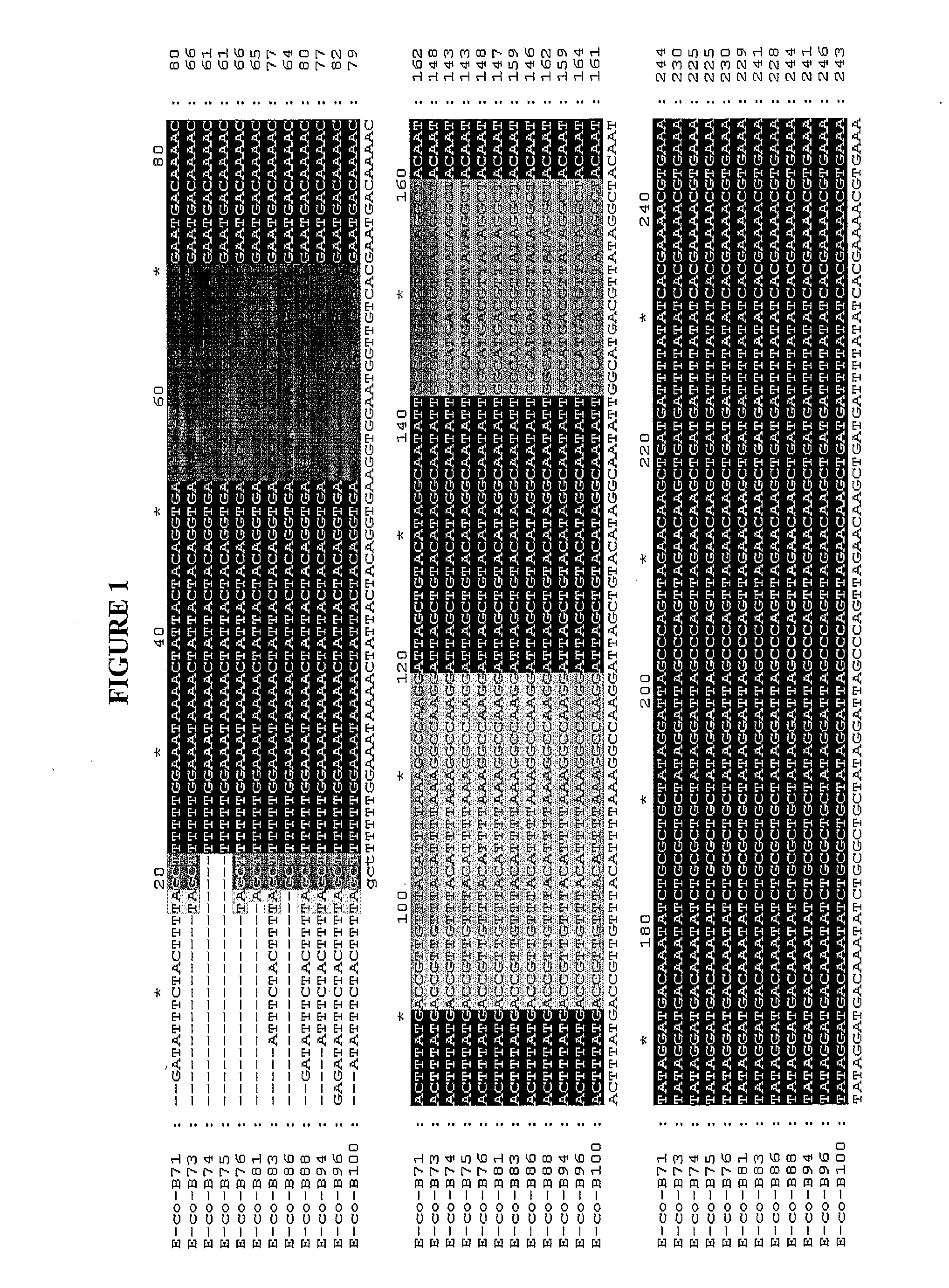 Polynucleotides For the Detection of Escherichia Coli 0157