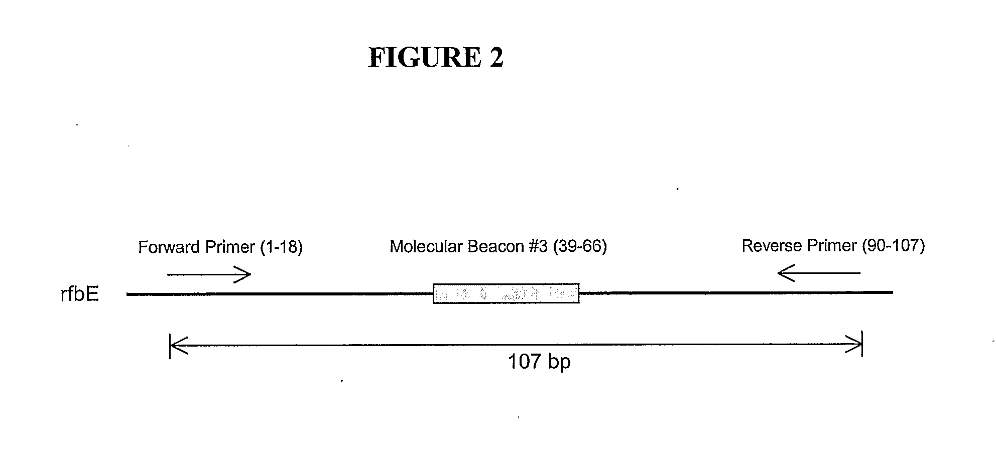 Polynucleotides For the Detection of Escherichia Coli 0157