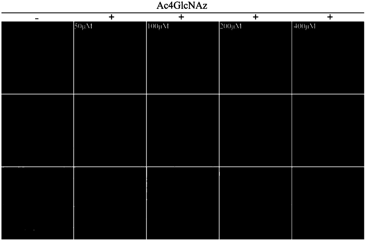 Method for labeling heterologous protein expressed by insect protein or insect expression system