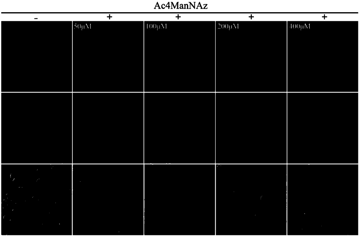 Method for labeling heterologous protein expressed by insect protein or insect expression system