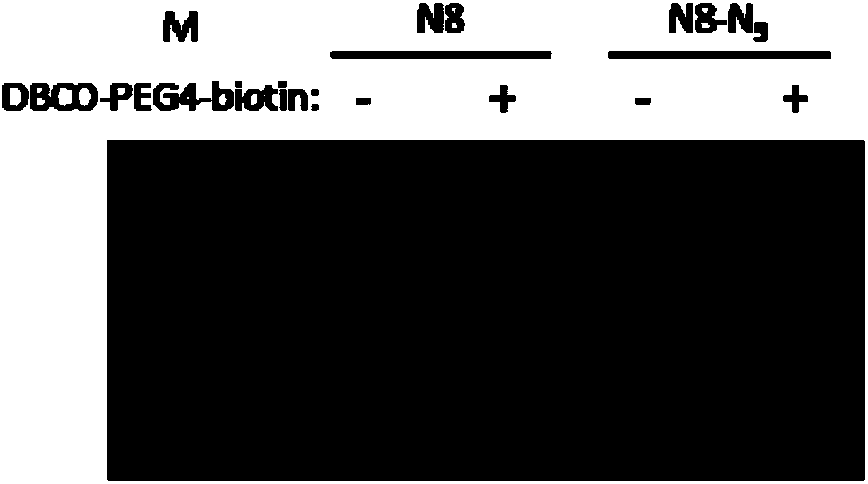 Method for labeling heterologous protein expressed by insect protein or insect expression system