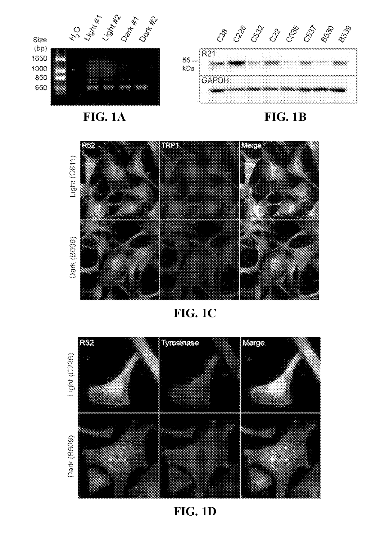 Methods of modulating melanosome ph and melanin level in cells