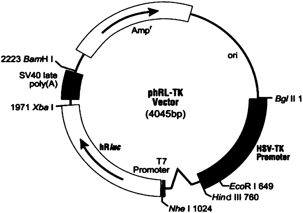 Ultra-short peptides promoting collagen secretion and application thereof