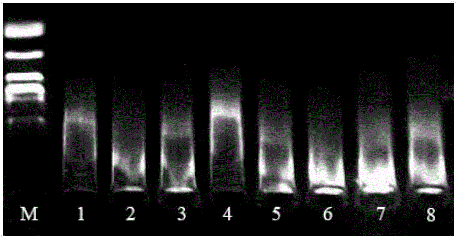 Universal primers for amplifying long fragment of Plecoptera insect mitochondrial genome