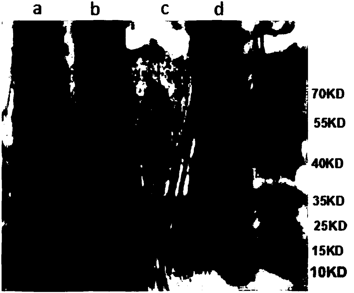 Method for fast separating and purifying aspongopus protein components resistant to tumors