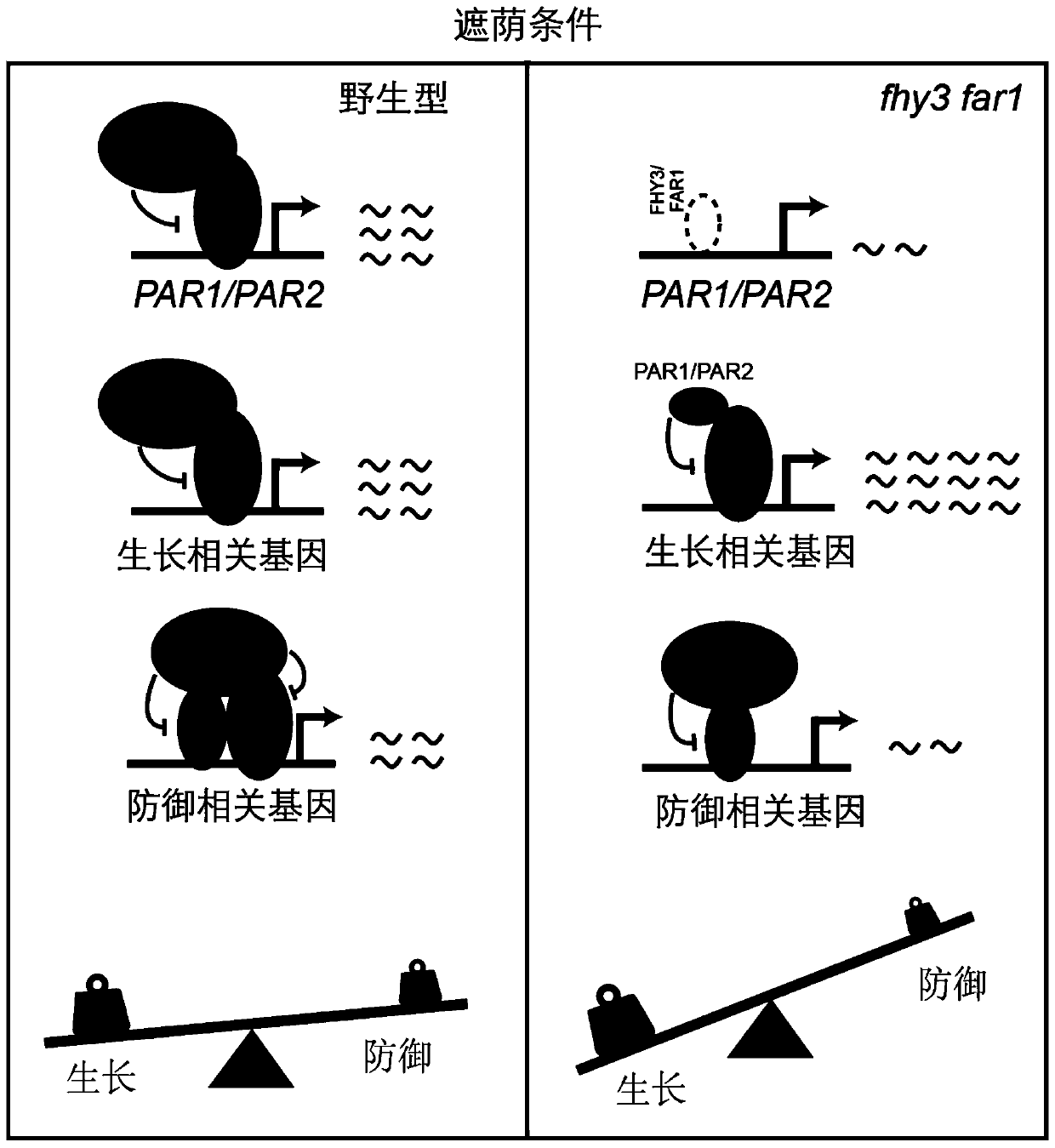 Application of FHY3/ FAR1 protein in regulating plant growth and defense balance