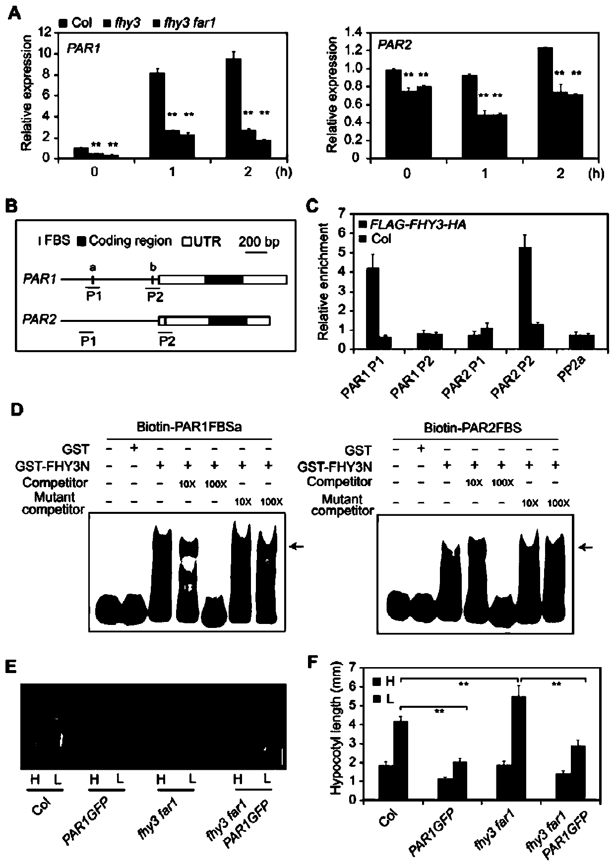 Application of FHY3/ FAR1 protein in regulating plant growth and defense balance