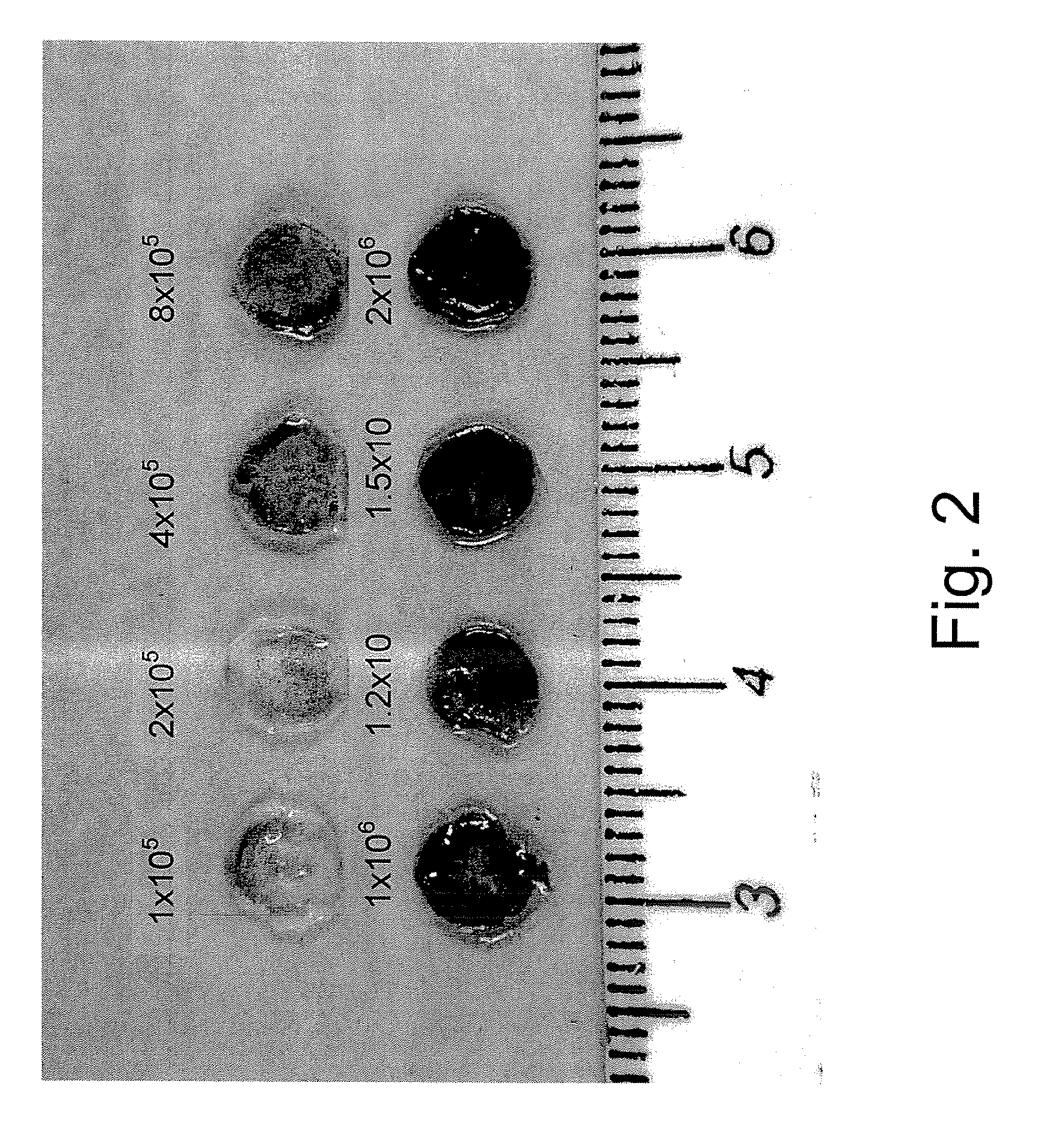 Engineered biografts for repair of damaged myocardium