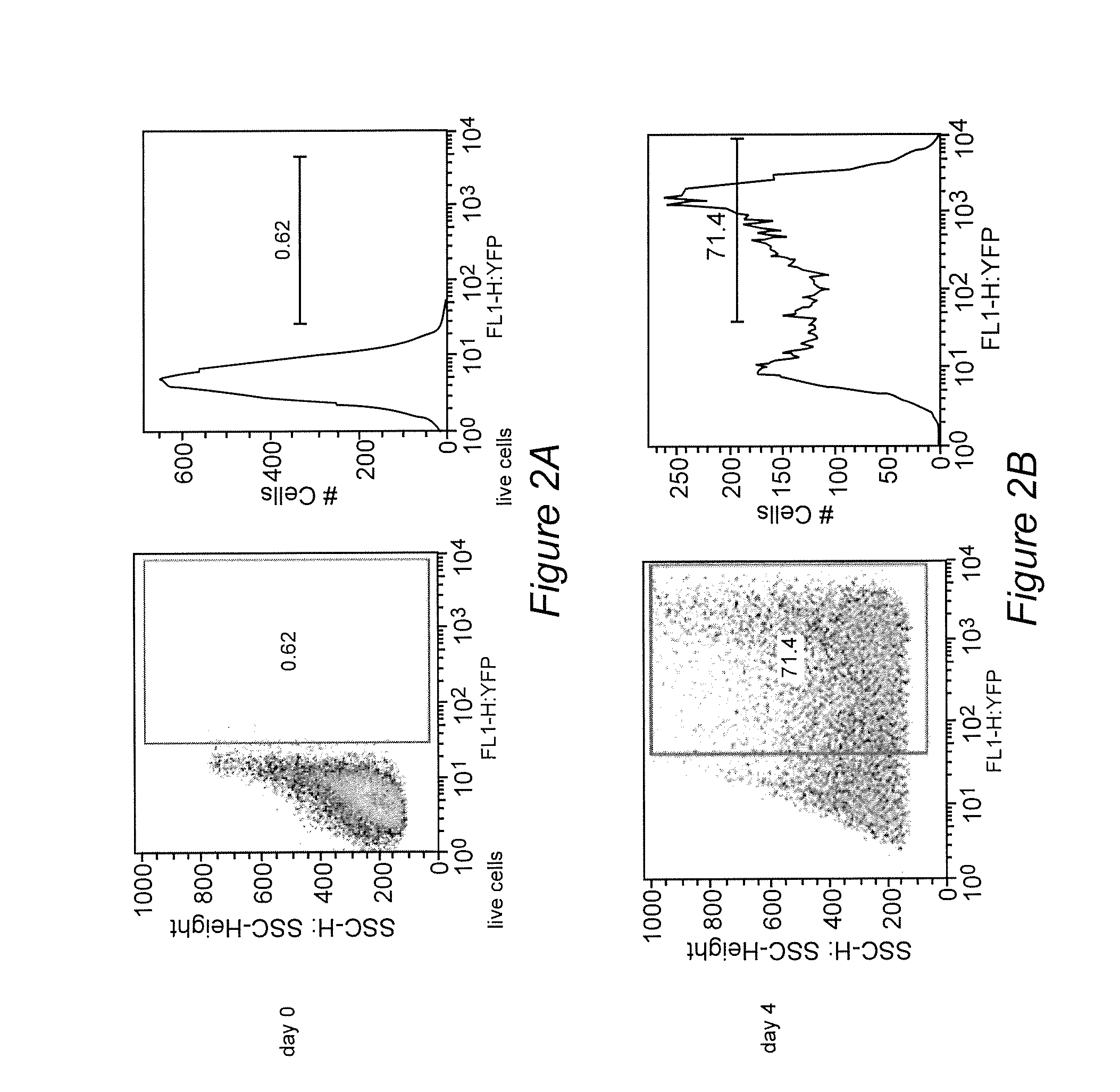 Method for preparing induced paraxial mesoderm progenitor (IPAM) cells and their use