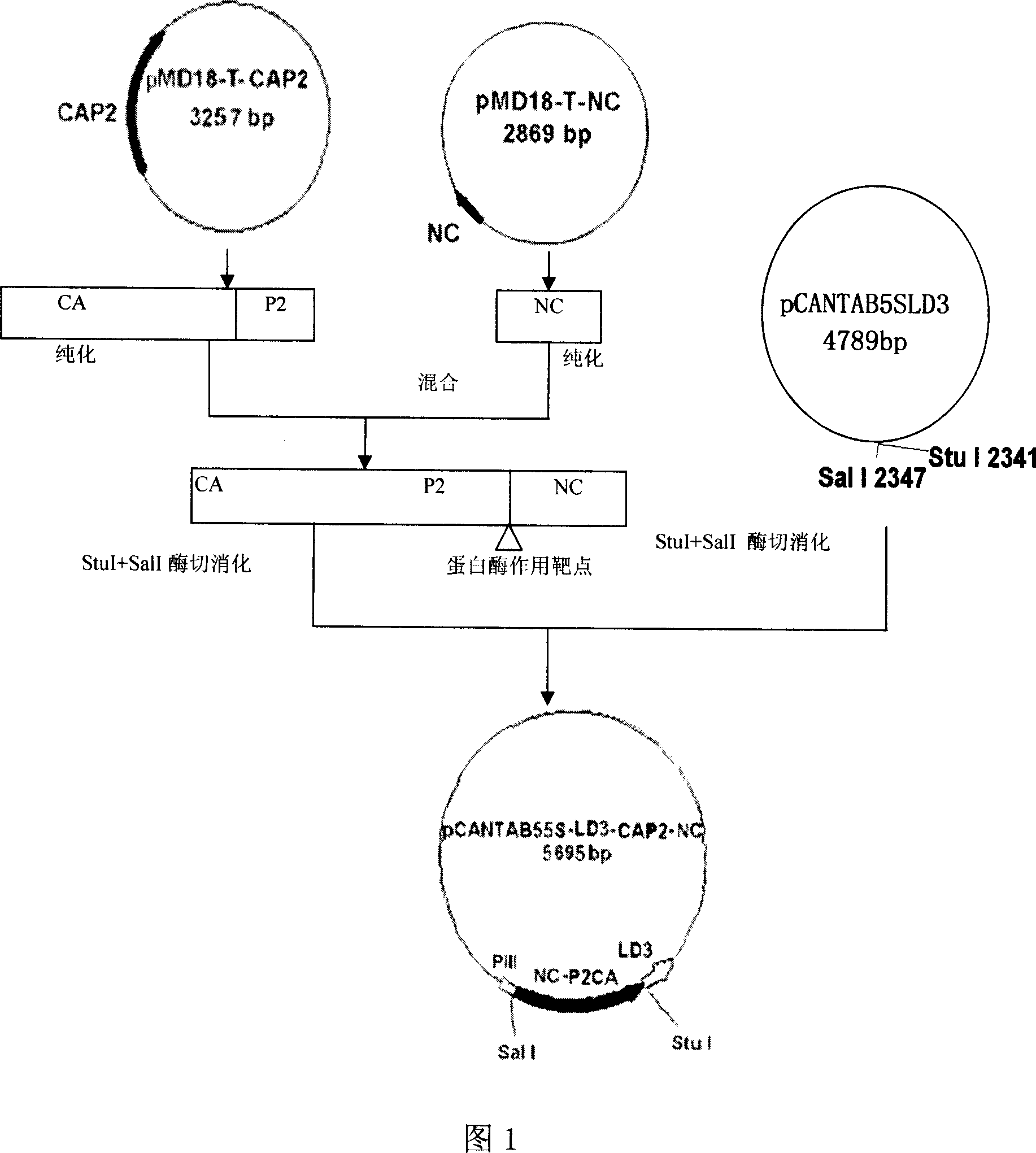 HIV protease substrate molecular with evolution immune globulin binding molecular, preparation method and application thereof