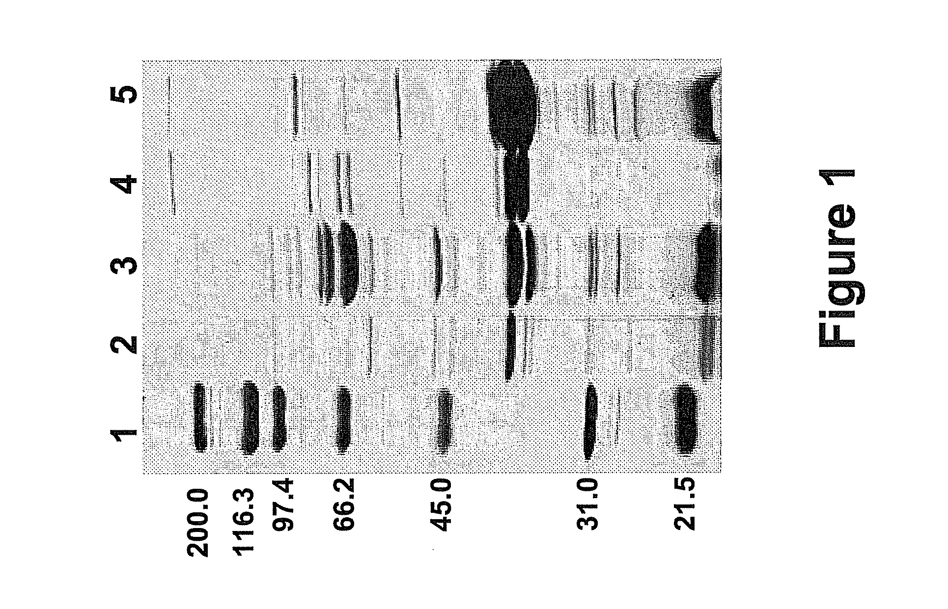 Yersinia SPP. Polypeptides and Methods of Use