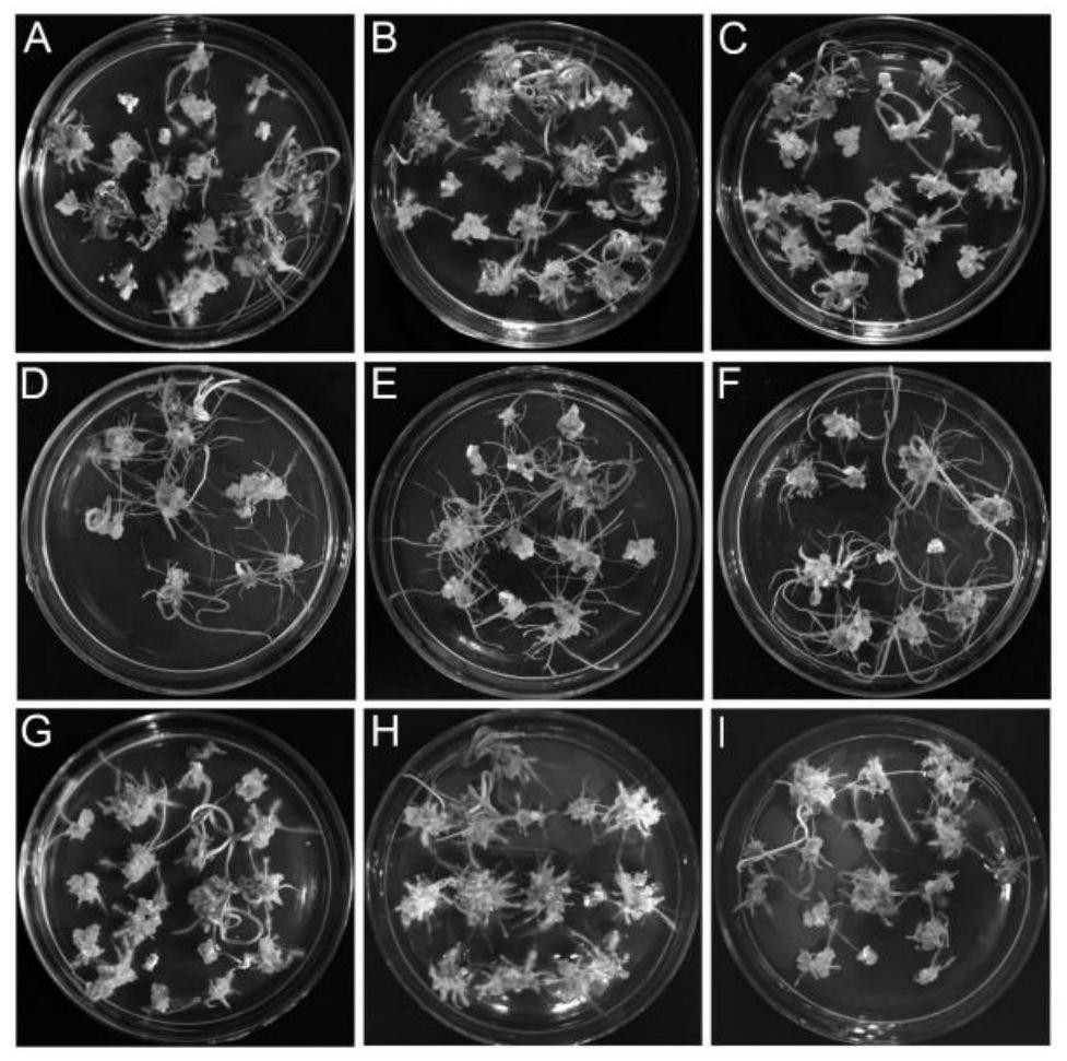 Tissue culture method for increasing regeneration rate of mature wheat embryos