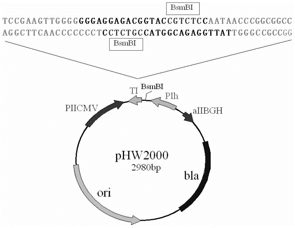 Construction and application of H9N2-subtype avian influenza virus cell high-yield vaccine strain